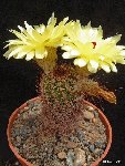 Notocactus tenuicylindricus ex minimus ©JLcoll.3504.jpg